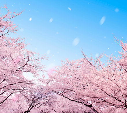 桜の季節・・・